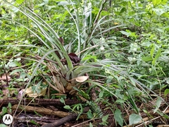 Tillandsia limbata