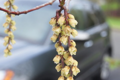 Stachyurus