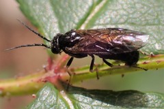 Cladius pectinicornis