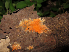 Basidiomycota