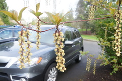Stachyurus