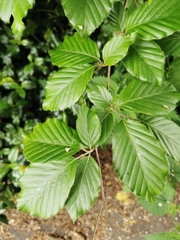 Fagus sylvatica