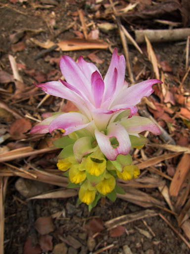 Curcuma zanthorrhiza (Curcuma zanthorrhiza)