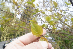 Stachyurus