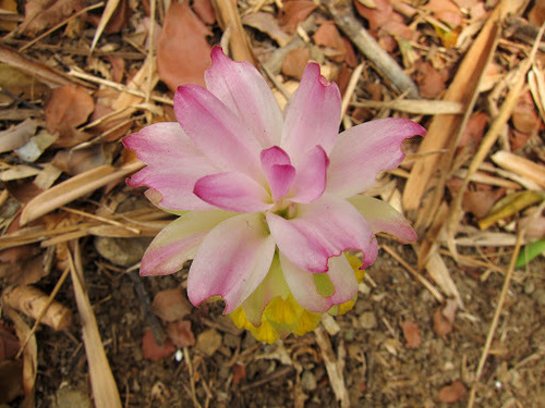 Image of Curcuma zanthorrhiza by (c) Jason Alexander, some rights reserved (CC BY)