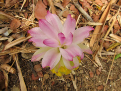 Curcuma zanthorrhiza