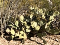 Opuntia engelmannii engelmannii