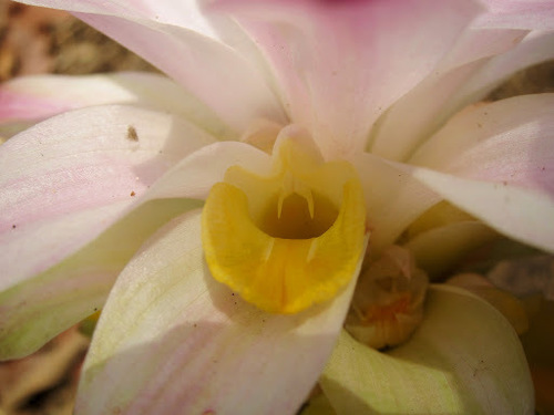 Image of Curcuma zanthorrhiza by (c) Jason Alexander, some rights reserved (CC BY)