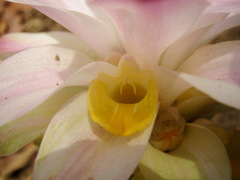Curcuma zanthorrhiza