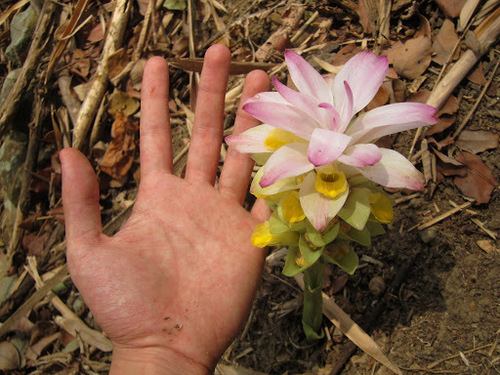 Image of Curcuma zanthorrhiza by (c) Jason Alexander, some rights reserved (CC BY)