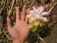 Curcuma zanthorrhiza