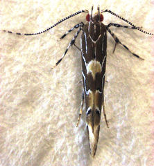 Pyroderces apparitella