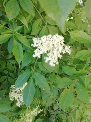 Sambucus nigra