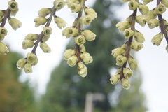 Stachyurus