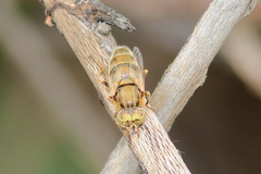 Eristalinus flavus