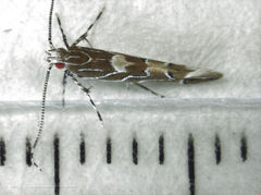 Pyroderces apparitella