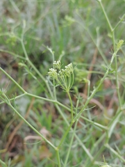 Falcaria vulgaris