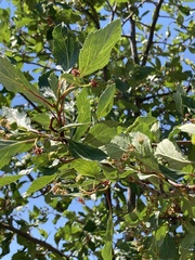 Crataegus rivularis