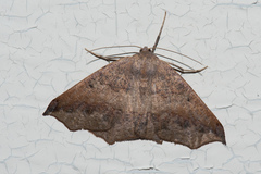 Prochoerodes forficaria