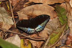 Lexias pardalis dirteana