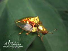 Aspidimorpha sanctaecrucis