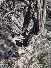 Baccharis paniculata