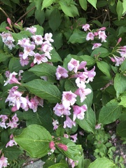 Weigela