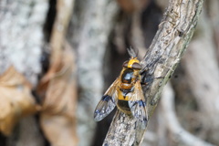 Volucella inflata