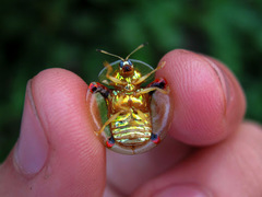 Aspidimorpha sanctaecrucis