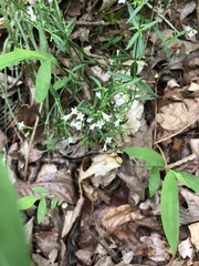 Houstonia serpyllifolia