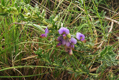 Lotononis lotononoides