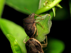 Eysarcoris
