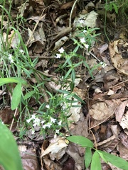 Houstonia serpyllifolia