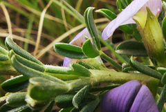 Lotononis lotononoides