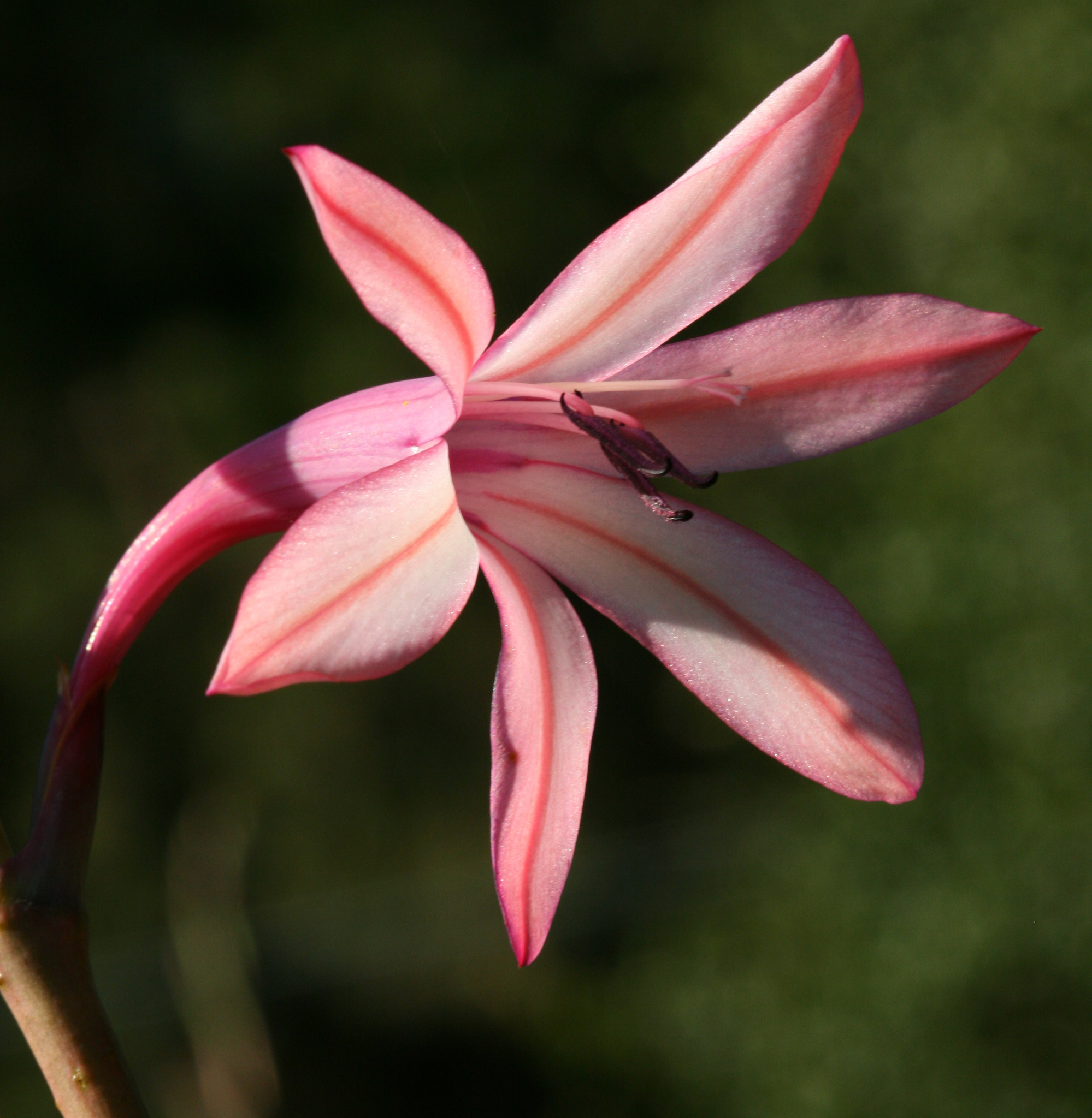 Watsonia