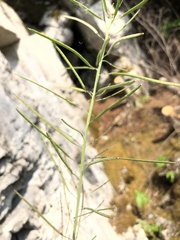 Boechera grahamii