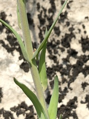 Boechera grahamii