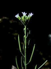 Boechera grahamii