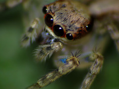 Cytaea