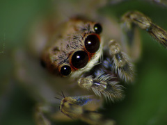 Cytaea
