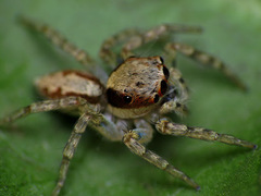 Cytaea