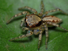 Cytaea