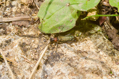 Callimus abdominalis