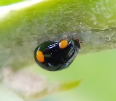 Hyperaspis ornatella