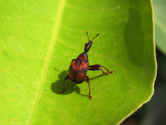 Strigapoderus javanicus