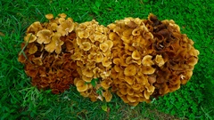 Desarmillaria caespitosa image