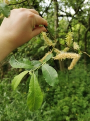 Salix cinerea