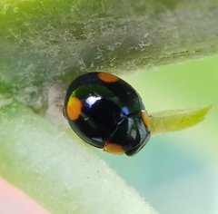 Hyperaspis ornatella