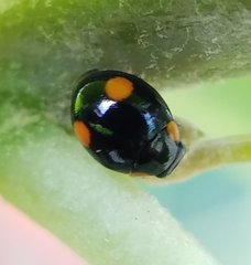 Hyperaspis ornatella