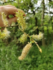 Salix cinerea